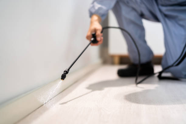 Licensed Wasp Removal service in Frederick, OK - Show Me Pest Control